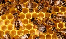 L'abeille, pour qui, pourquoi, comment