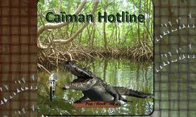 Caïman Hotline - Groupe Pop, Rock compositions et reprise de grands standards