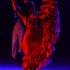 AL ANDALUS FLAMENCO NUEVO PARIS