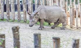 Branféré, parc animalier & botanique et Parcabout®