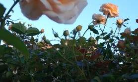 Hélène BOROS - Cours chant et technique vocale