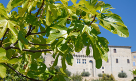 Verger conservatoire du figuier