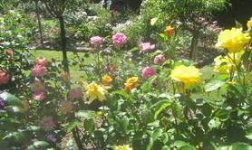 La Roseraie de Brigitte