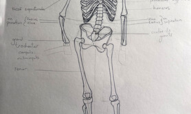 Dessin - les fondamentaux de l'anatomie