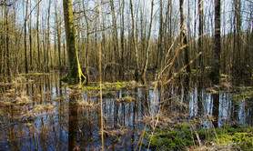 Forêt humide des Mousseuses