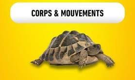 Stage d’Improvisation : Corps & Mouvement