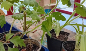 Trocs de bouture et comptoir aux graines