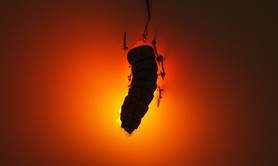 Outrenuit • Apolline Grivelet