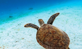 Conte musical Le Voyage de Teora - Ecologie, Cycles de la vie, Voyage