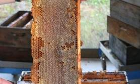 Musée Vivant de l'Apiculture Gâtinaise