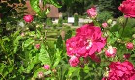 Les Roses anciennes