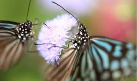 Envole-toi, papillon! - A la découverte de soi!