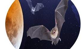 Nuit de la Chauve souris conférence et balade nocturne