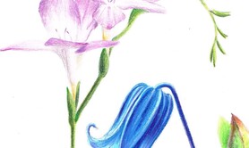 Croquis aquarellés dans les jardins de Quimper