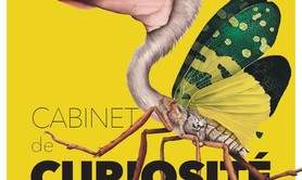 “ Cabinet de Curiosité” - Atelier d’arts plastiques - Nancy