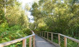 Visites dans la Réserve naturelle des dunes et marais d'Hourtin