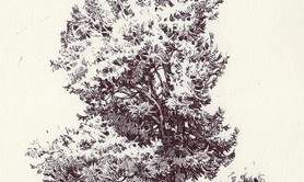 Stage de dessin du paysage : les arbres, rochers....