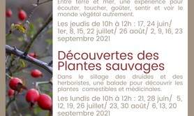 Sorties nature - Balades sensorielles / Découvertes plantes sauvages