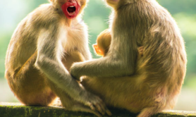 1er regard sur Singe