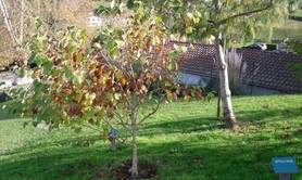 L'Arboretum du Père Armand David
