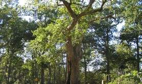 CHENE DE L'HOURMAGNE