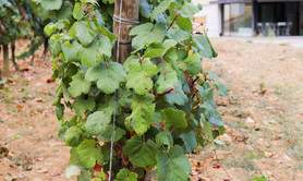 Domaine Deleuze-Rochetin