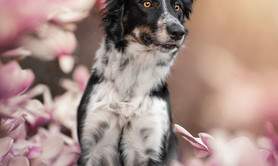 Stardust Photographie - Vos chiens : les stars!