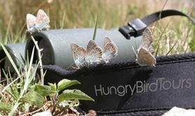 Hungry Bird Tours