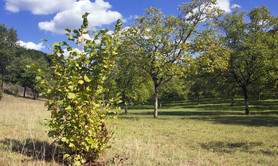 Ecomusée de la Noix du Périgord-Huilerie d'Aiguevive