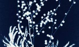 Découverte du cyanotype