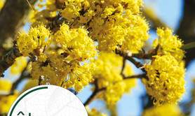 Fête des plantes de printemps 2026