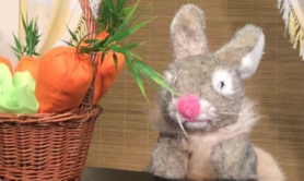 Drôle de lapin