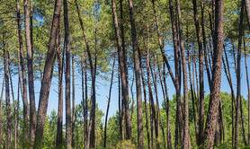 Forêt des Landes de Gascogne