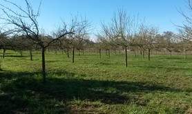 Fruits du vergers