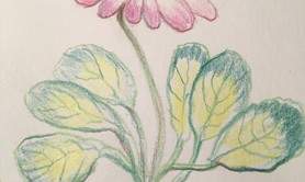 Bernadette Lopicki - dessiner une pâquerette