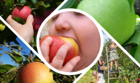 Pommes bio à cueillir en famille