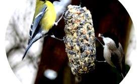 fabrication de boules de graines pour les oiseaux