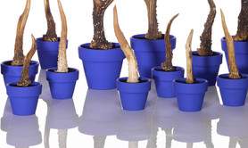 Exposition décon-CERFS-tante