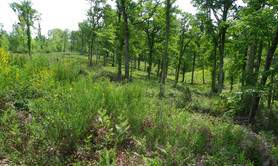 Forêt domaniale de Laveyron