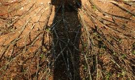 Corinne Zekele - APO plasticienne