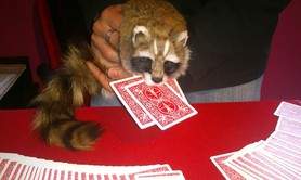 Yanil LUSION - Magicien / Mentaliste