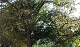 À la découverte des arbres de Grouchy