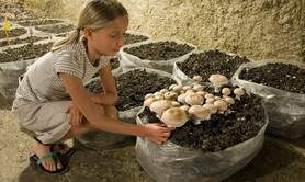 Musée du Champignon