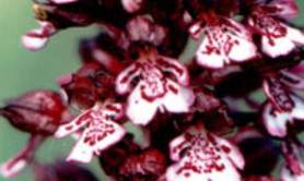 Le Jardin Limodore - Les Orchidées du Périgord