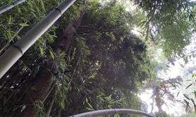 Peindre... créer au Jardin bambou bleu 