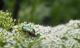 Les Insectes utiles aux jardiniers