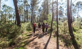 Forêt de Pins