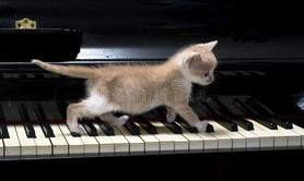 Jean  - Cours de piano à domicile