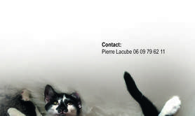 Histoire vrai du chat Pito - Conte musical pour enfants 7-12ans