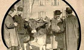 LES PUCES de LA VOULTE